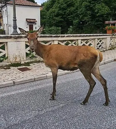 Il Cortile Di Federico Casa de Férias *